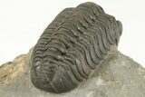 Beautiful Reedops Trilobite - Atchana, Morocco #204226-4